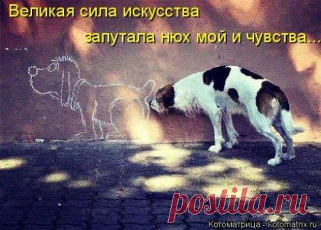 Самые прикольные коты в котоматрицах;)) - Экологическое землетворчество | Экологическое землетворчество