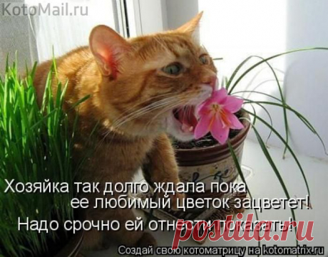 ...и мак | KotoMail.ru