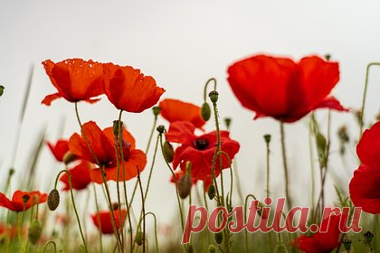 Российскую учительницу уличили в выращивании наркотических цветов. В Челябинской области 53-летнюю учительницу уличили в выращивании наркотических цветов. На участке педагога полицейские нашли почти 40 кустов мака. В саманах этого растения содержаться наркотические вещества. Cиловики изъяли кусты. Сейчас решается вопрос о возбуждении дела по части 1 статьи 231 УК РФ.