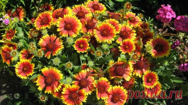 Неубиваемые цветы для сада, не требующие вашего внимания — 7 часть | Что посадить? | Яндекс Дзен