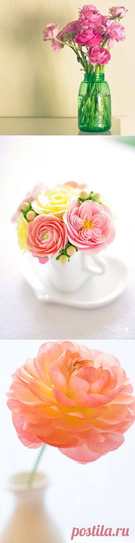 Ranunculus 2 часть.