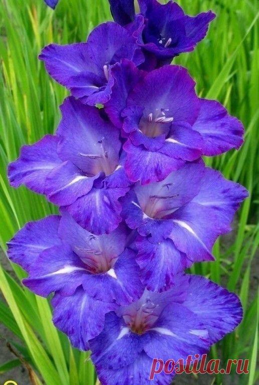 Пин на доске яГЛАДИОЛУСЫ