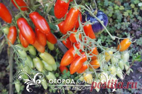 Томат Дебослив, купить семена | ОГОРОД.сайт