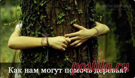 Деревья лечат. Но как?