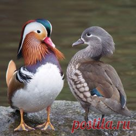 Утки