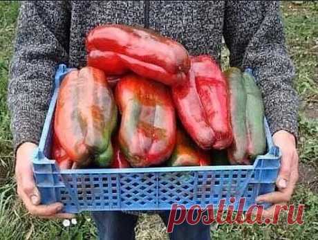 Аспирин для рассады перца. Перцы растут здоровые, большие и вкусные
Чтобы получить крепкую рассаду, не было черной ножки и прочих проблем с её выращиванием, применяем аспирин. Так же он работает как легкий стимулятор роста, не позволяет вытягиваться. А при таком непонятном климате, работает как хороший иммуномодулятор для растения, благодаря чему закаливание проходит легче и без видимых повреждений
Мы с ним работаем уже давно, особенно в те моменты, когда не знаем будет ли...