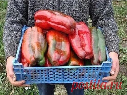 Аспирин для рассады перца. Перцы растут здоровые, большие и вкусные
Чтобы получить крепкую рассаду, не было черной ножки и прочих проблем с её выращиванием, применяем аспирин. Так же он работает как легкий стимулятор роста, не позволяет вытягиваться. А при таком непонятном климате, работает как хороший иммуномодулятор для растения, благодаря чему закаливание проходит легче и без видимых повреждений
Мы с ним работаем уже давно, особенно в те моменты, когда не знаем будет ли...