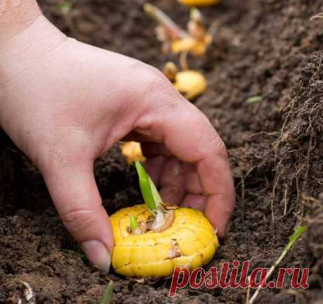 Секреты посадки гладиолусов — 6 соток