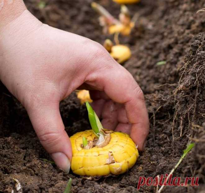 Секреты посадки гладиолусов — 6 соток