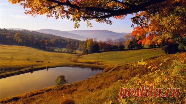 Wallpaper Tree, Lake, Autumn, Pasture, Sheep, Pond HD, Picture, Image  |  wallpaperscraft.com