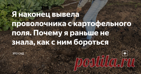 Я наконец вывела проволочника с картофельного поля. Почему я раньше не знала, как с ним бороться У меня из года в год на картофельном поле обитал проволочник - кто не знает, что это за неприятность, я вам искренне завидую.
Проволочник поедает картофель еще в земле, пока она растет, оставляя в нем ходы, которые видны невооруженным глазом.
Фото автора
Когда начинаешь чистить такой картофель на еду - это просто наказание какое-то, все это вырезать.