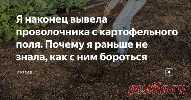 Я наконец вывела проволочника с картофельного поля. Почему я раньше не знала, как с ним бороться У меня из года в год на картофельном поле обитал проволочник - кто не знает, что это за неприятность, я вам искренне завидую.
Проволочник поедает картофель еще в земле, пока она растет, оставляя в нем ходы, которые видны невооруженным глазом.
Фото автора
Когда начинаешь чистить такой картофель на еду - это просто наказание какое-то, все это вырезать.