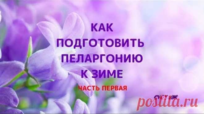Как подготовить пеларгонию к зиме.