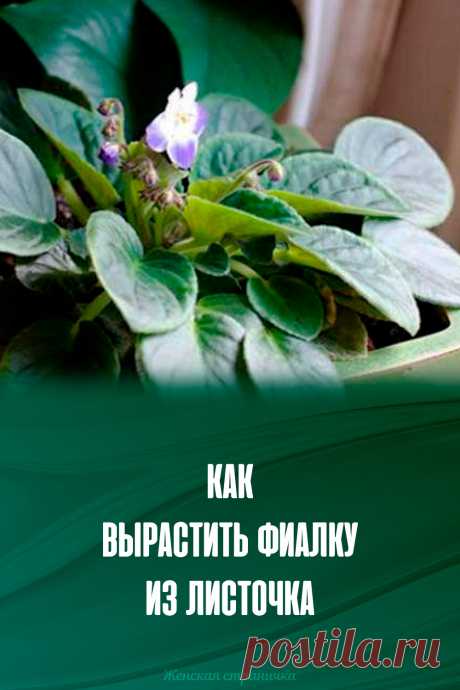 Как вырастить фиалку из листочка