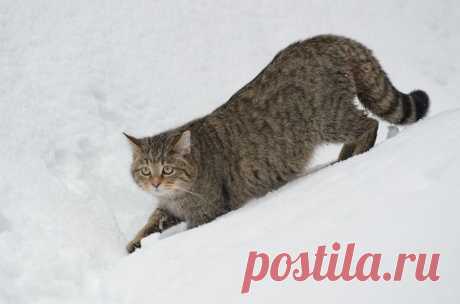 Дикая кошка в глубоком снегу - Фотогалерея природы: Wildcat - Focus Nature Nature Photography
