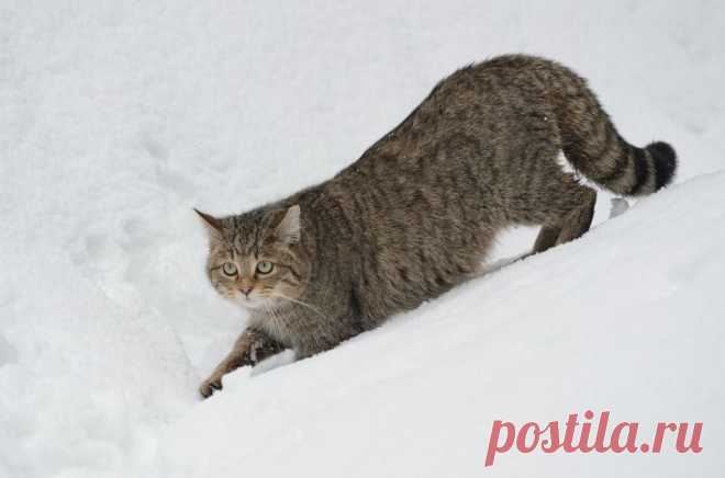 Дикая кошка в глубоком снегу - Фотогалерея природы: Wildcat - Focus Nature Nature Photography