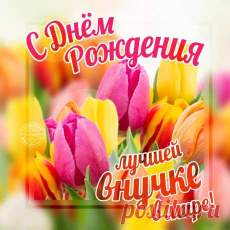 Красивые открытки с днём рождения внучки часто украшаются нежными цветами, воздушными шарами и милыми детскими рисунками, передавая всю глубину любви и гордости за подрастающее поколение.