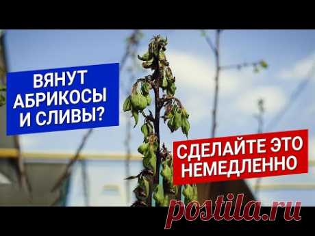 монилиоз