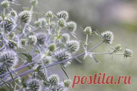 Синеголовник – цветок-привидение | Дача, сад, огород, рыбалка, рецепты, красота, здоровье