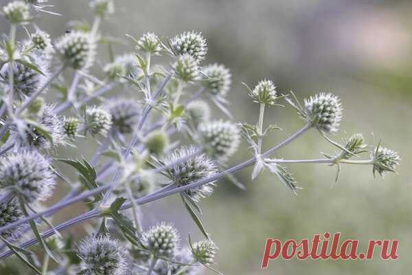 Синеголовник – цветок-привидение | Дача, сад, огород, рыбалка, рецепты, красота, здоровье