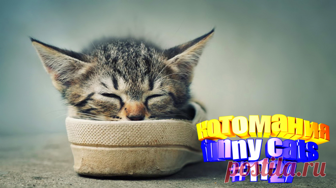 Любите смотреть смешные видео про кошек? Тогда мы уверены, Вам понравится наше видео 😍. Также на котомании Вас ждут: видео кот,видео кота,видео коте,видео котов,видео кошек,видео кошка,видео кошки,видео о котах, видео приколы, видео смешная кошка, котик, коты, кошка видео смешное, кошки 2020, приколы про животных до слез, про котика, ролики про животных, смешно кошки, смешные видео про кошки, смешные кошки видео