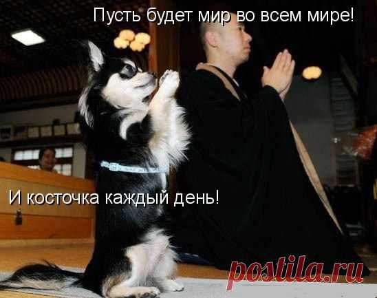 Как объяснить коту, что пришло его время меня содержать???