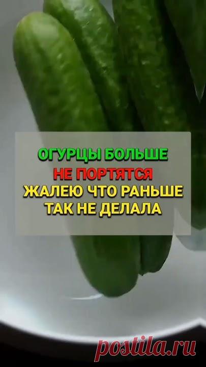Огурцы больше не портятся жалею чтораньше так не делала #сад #огород #да...