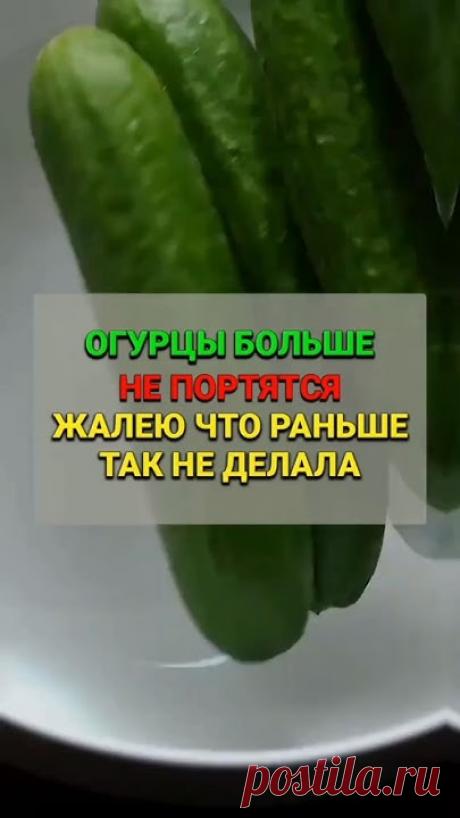 Огурцы больше не портятся жалею чтораньше так не делала #сад #огород #да...