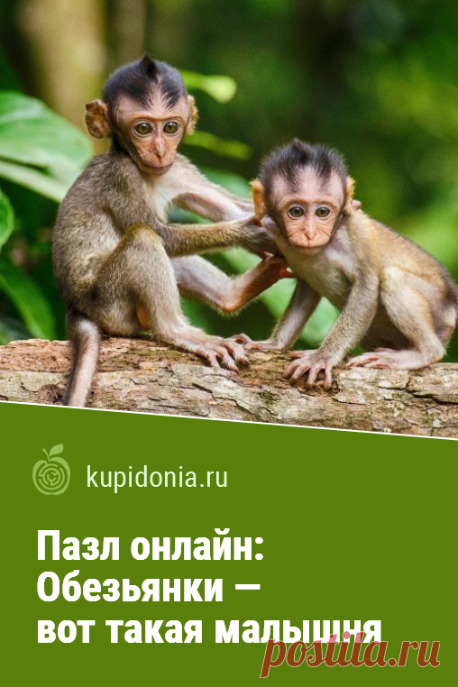 Пазл онлайн: Обезьянки — вот такая малышня. Яркий пазл с симпатичными обезьянками из серии «Дикие животные». Собери пазл на сайте!