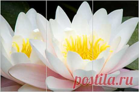Фотопечать цветы