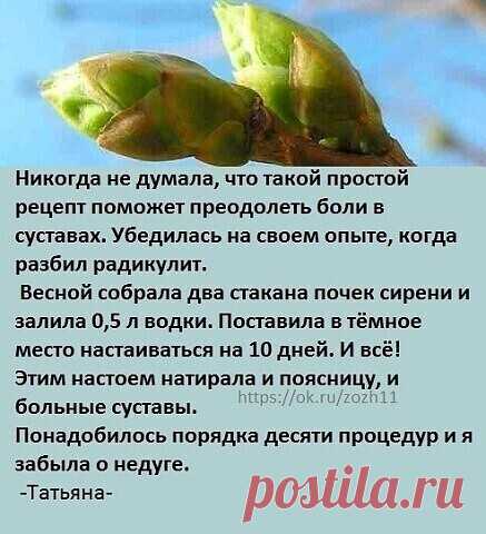 Почки сирени от болей в суставах