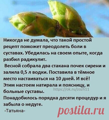 Почки сирени от болей в суставах