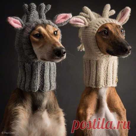 Милахи...
