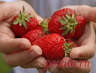 (14) Одноклассники Подкормка клубники и борьба с вредителями