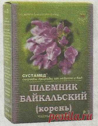 Шлемник байкальский - Сады Сибири