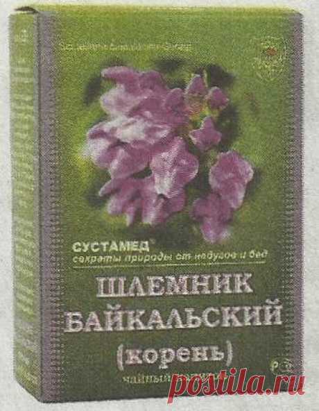 Шлемник байкальский - Сады Сибири