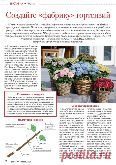 Секреты черенкования гортензий