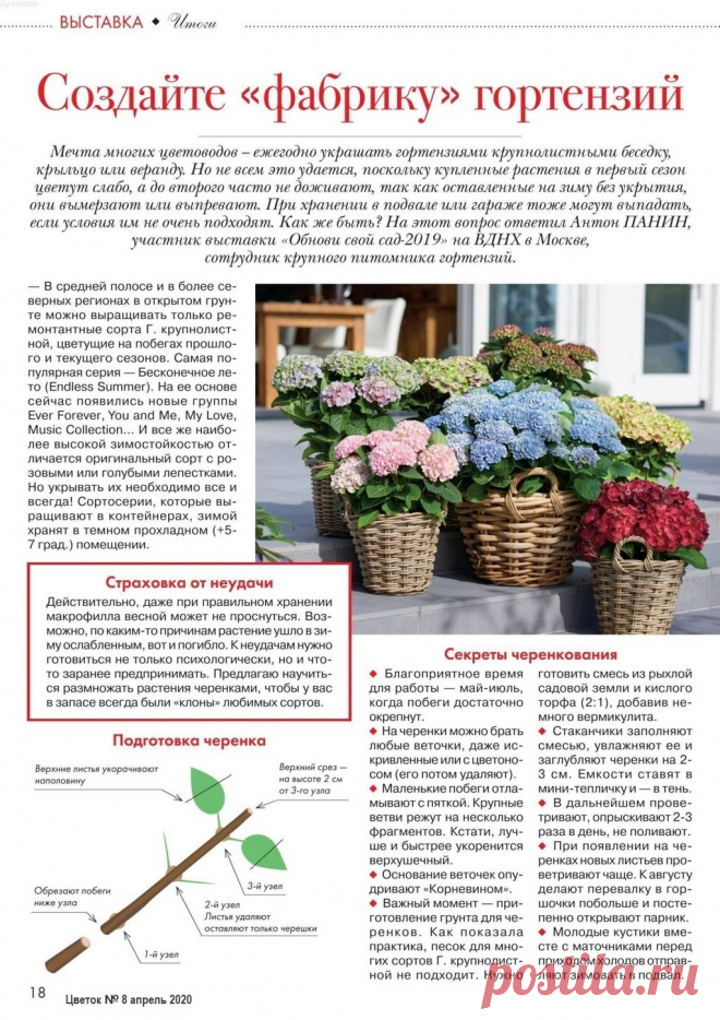 Секреты черенкования гортензий