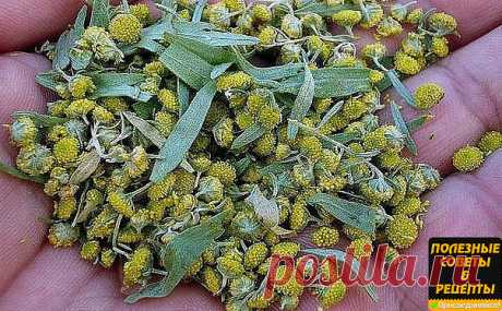 Лечение полынью очищает тело от всяких вредных организмов, находящихся в нем (это разного рода простейшие - трихомонады, хламиды, герпес, кандида, лямблии, эхинококковая инфекция)., излечивает бессоницу, нервные болезни и восстанавливает обмен веществ, в результате чего исчезает ожирение и лишний вес.
Полынная терапия снимает почти все воспалительные процессы, особенно при поражении пищеварительного тракта и половых путей.
Полынь принимают при гинекологических заболеваниях...