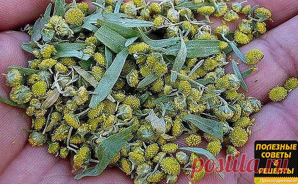 Лечение полынью очищает тело от всяких вредных организмов, находящихся в нем (это разного рода простейшие - трихомонады, хламиды, герпес, кандида, лямблии, эхинококковая инфекция)., излечивает бессоницу, нервные болезни и восстанавливает обмен веществ, в результате чего исчезает ожирение и лишний вес.
Полынная терапия снимает почти все воспалительные процессы, особенно при поражении пищеварительного тракта и половых путей.
Полынь принимают при гинекологических заболеваниях...