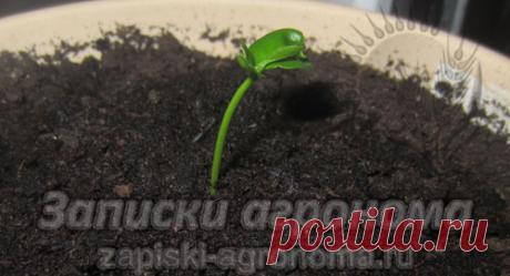 Как вырастить мандарин из косточки • zapiski-agronoma.ru