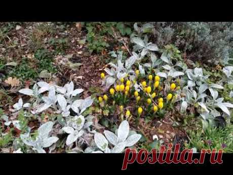 #рогач #rogac Хлеб из Новога Завета. Полезное и интересное растение. А вы пробовали ? #хорватия