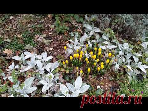 #рогач #rogac Хлеб из Новога Завета. Полезное и интересное растение. А вы пробовали ? #хорватия