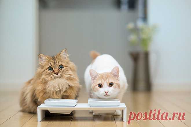 Продукты, которые нельзя давать кошкам - Woman's Day