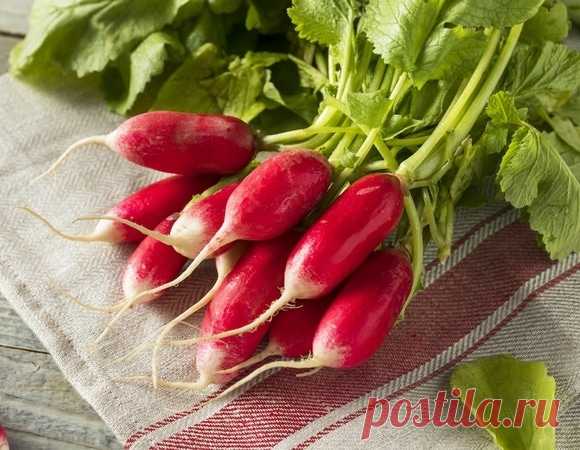 Как хранить редис — нашли простые способы сберечь хруст и вкус на недели вперед 10.05.25