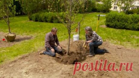 Опасное соседство для садовых культур Вырастить сад не просто. Тратятся годы труда, определенные ежегодные суммы на уход и защиту деревьев и кустарников и … через несколько лет (может так случится) стоять перед «больным» садом, судорожно ...