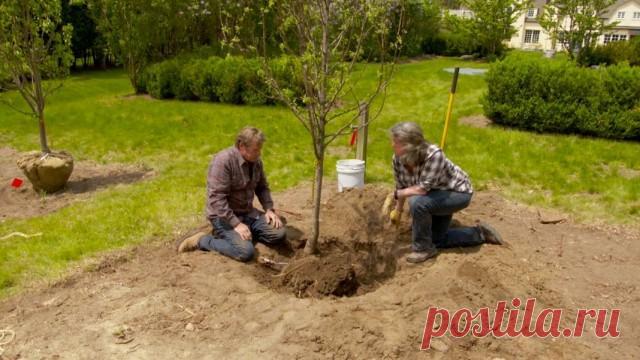 Опасное соседство для садовых культур Вырастить сад не просто. Тратятся годы труда, определенные ежегодные суммы на уход и защиту деревьев и кустарников и … через несколько лет (может так случится) стоять перед «больным» садом, судорожно ...