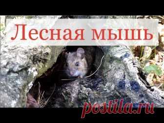 Лесная мышь - фото и описание