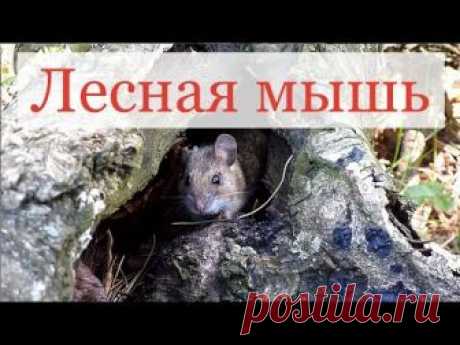 Лесная мышь - фото и описание