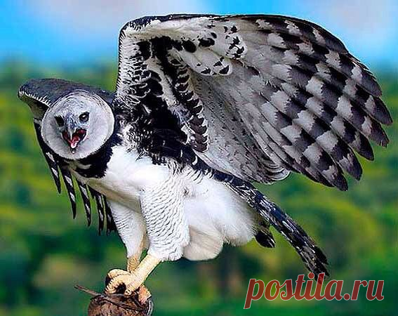 МИР ПОЗДРАВЛЕНИЙ И ОТКРЫТОК...
Лариса Щербакова (Кузнецова)